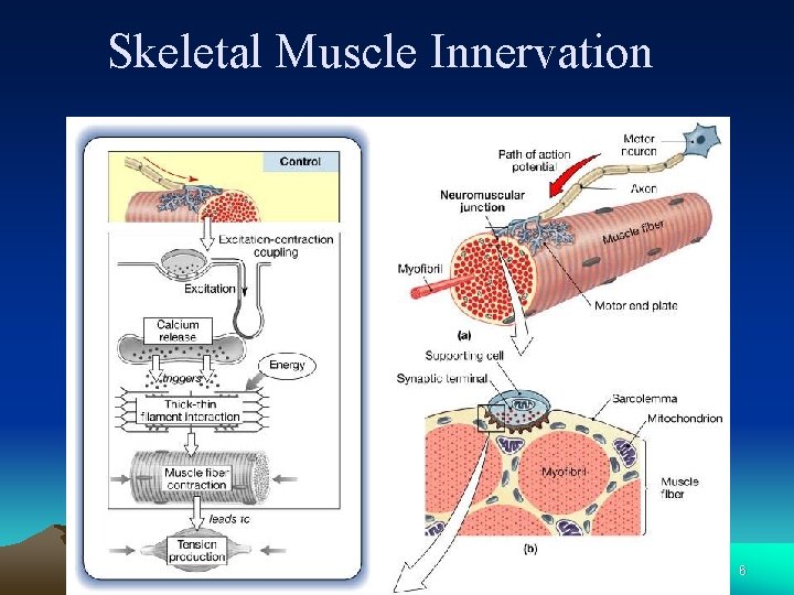 Skeletal Muscle Innervation 6 