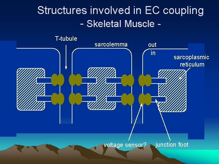 Structures involved in EC coupling - Skeletal Muscle T-tubule sarcolemma voltage sensor? out in