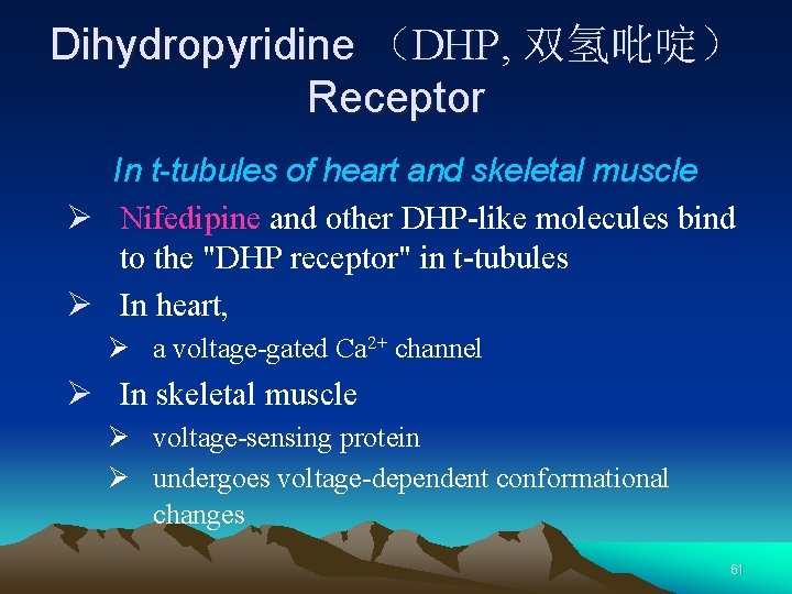 Dihydropyridine （DHP, 双氢吡啶） Receptor In t-tubules of heart and skeletal muscle Ø Nifedipine and