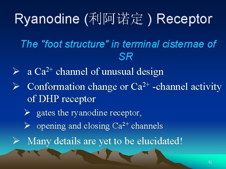 Ryanodine (利阿诺定 ) Receptor The "foot structure" in terminal cisternae of SR Ø a