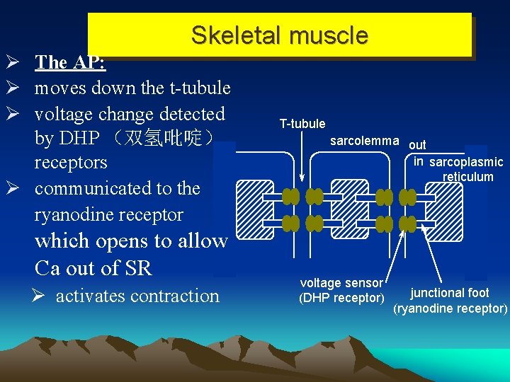 Skeletal muscle Ø The AP: Ø moves down the t-tubule Ø voltage change detected
