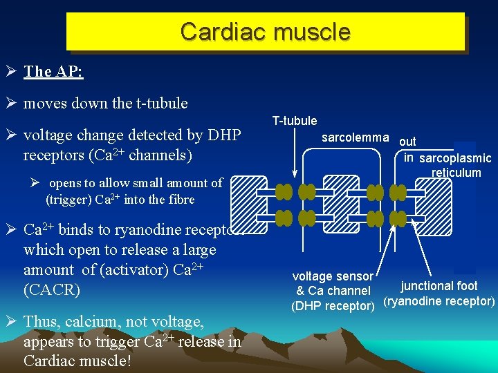 Cardiac muscle Ø The AP: Ø moves down the t-tubule Ø voltage change detected