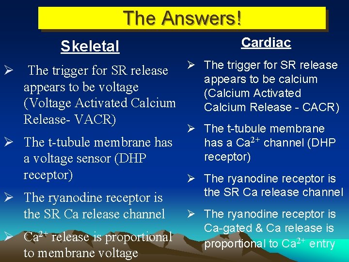 The Answers! Skeletal Cardiac Ø The trigger for SR release appears to be calcium