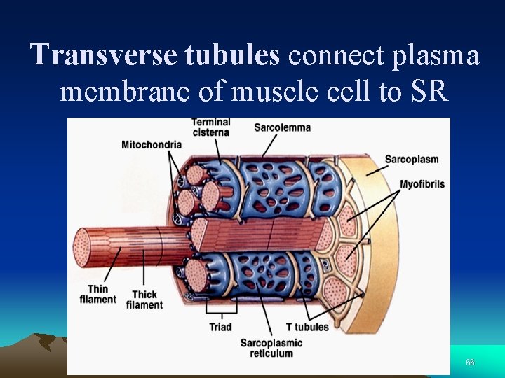 Transverse tubules connect plasma membrane of muscle cell to SR 66 