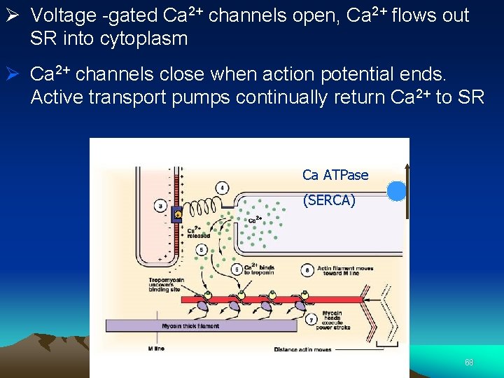 Ø Voltage -gated Ca 2+ channels open, Ca 2+ flows out SR into cytoplasm