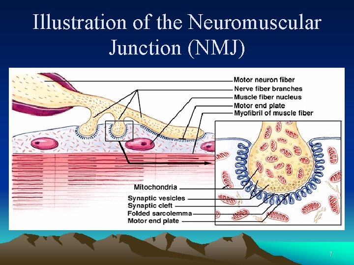 Illustration of the Neuromuscular Junction (NMJ) 7 