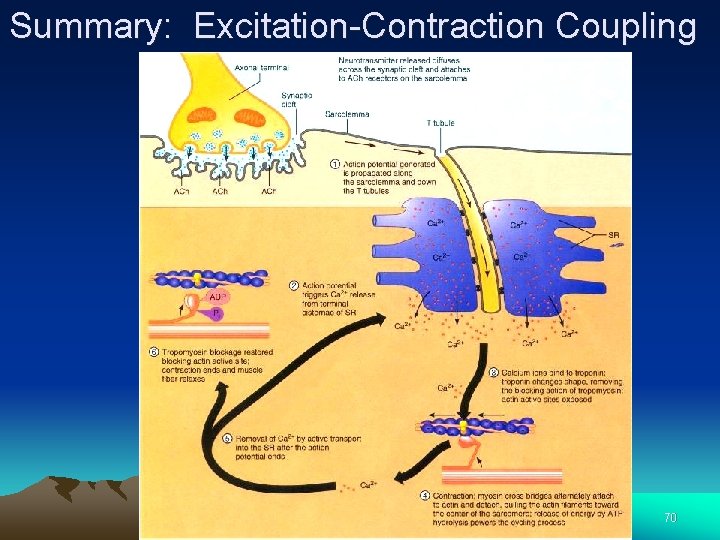 Summary: Excitation-Contraction Coupling 70 