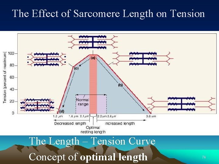The Effect of Sarcomere Length on Tension The Length – Tension Curve Concept of
