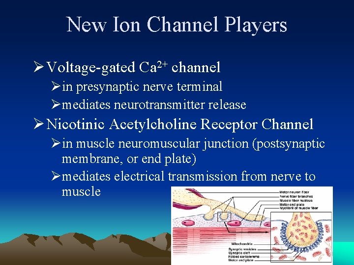 New Ion Channel Players Ø Voltage-gated Ca 2+ channel Øin presynaptic nerve terminal Ømediates