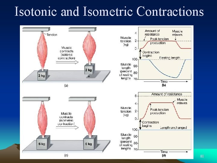 Isotonic and Isometric Contractions 80 