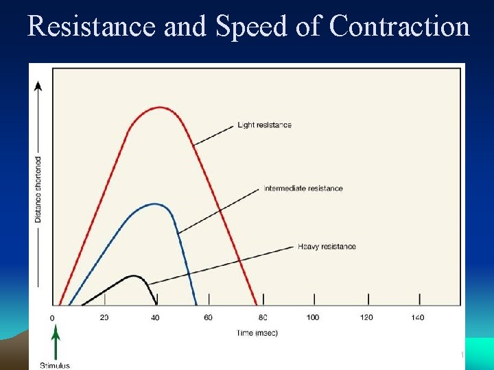 Resistance and Speed of Contraction 81 