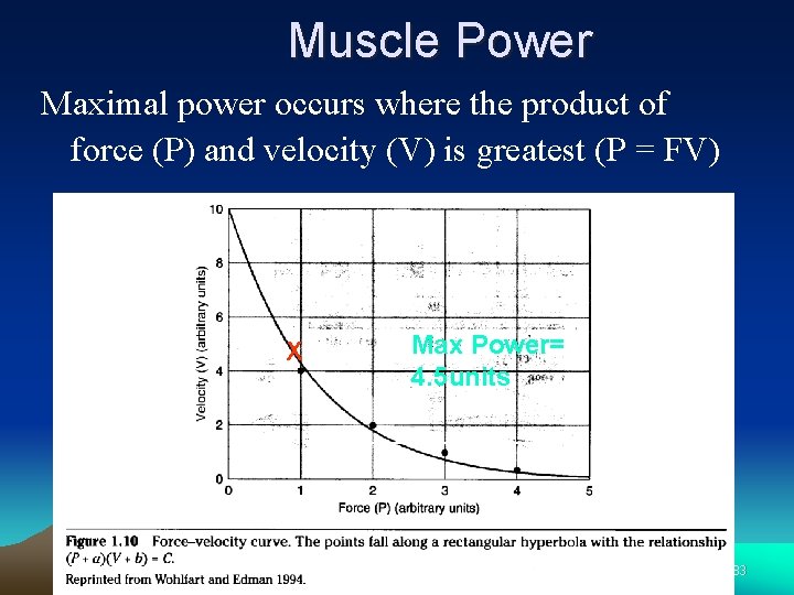 Muscle Power Maximal power occurs where the product of force (P) and velocity (V)