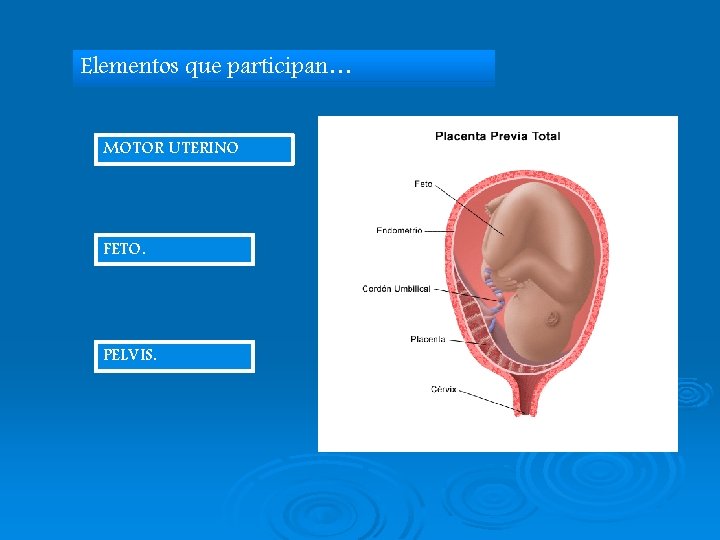 Elementos que participan… MOTOR UTERINO FETO. PELVIS. 