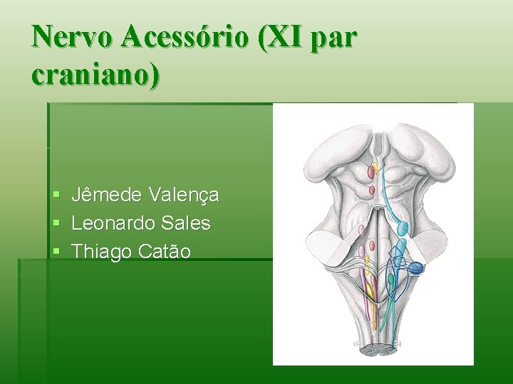 Nervo Acessório (XI par craniano) § § § Jêmede Valença Leonardo Sales Thiago Catão Nervo Acessório (XI par craniano) § § § Jêmede Valença Leonardo Sales Thiago Catão