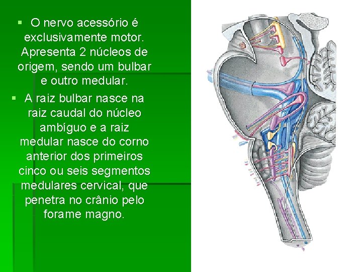 § O nervo acessório é exclusivamente motor. Apresenta 2 núcleos de origem, sendo um § O nervo acessório é exclusivamente motor. Apresenta 2 núcleos de origem, sendo um