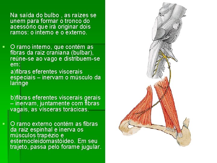 Na saída do bulbo , as raízes se unem para formar o tronco do Na saída do bulbo , as raízes se unem para formar o tronco do