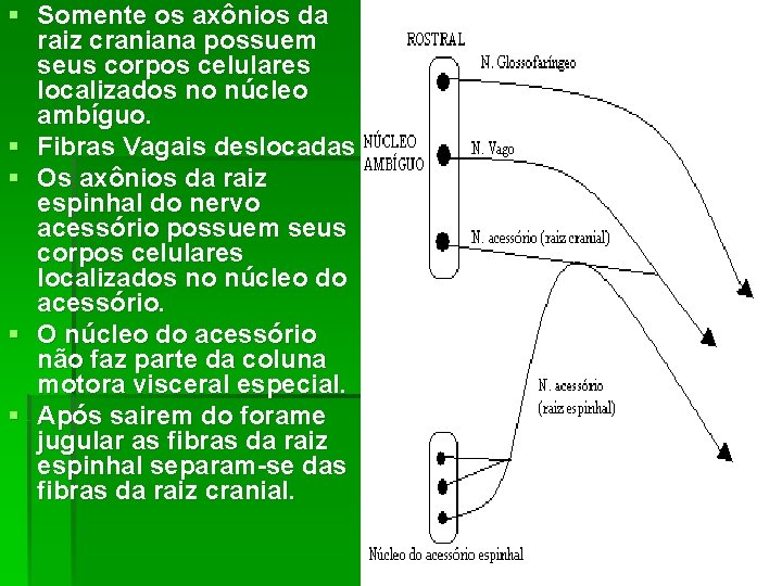§ Somente os axônios da raiz craniana possuem seus corpos celulares localizados no núcleo § Somente os axônios da raiz craniana possuem seus corpos celulares localizados no núcleo