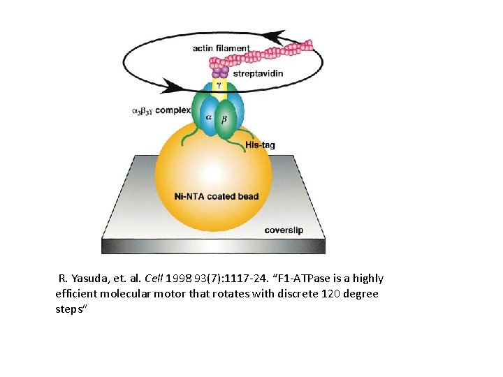 R. Yasuda, et. al. Cell 1998 93(7): 1117 -24. “F 1 -ATPase is a R. Yasuda, et. al. Cell 1998 93(7): 1117 -24. “F 1 -ATPase is a