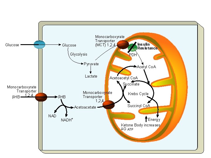 Glucose Monocarboxyrate Transporter (MCT) 1, 2, 4 Glucose Glycolysis PDH Pyruvate Lactate Insulin Resistance Glucose Monocarboxyrate Transporter (MCT) 1, 2, 4 Glucose Glycolysis PDH Pyruvate Lactate Insulin Resistance