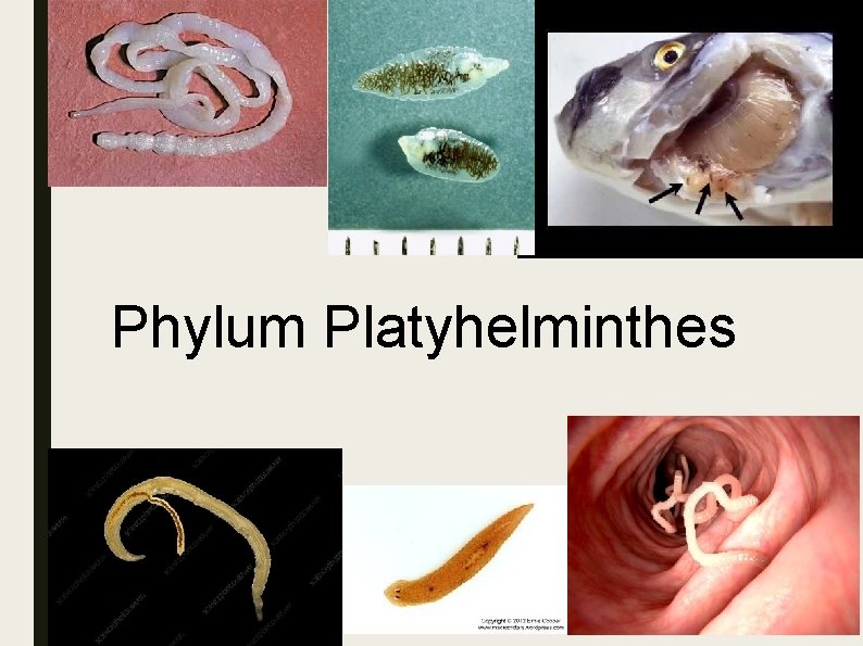 Phylum Platyhelminthes Phylum Platyhelminthes