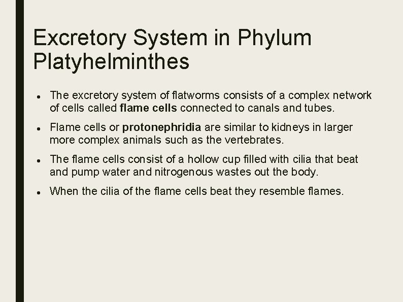 Excretory System in Phylum Platyhelminthes The excretory system of flatworms consists of a complex Excretory System in Phylum Platyhelminthes The excretory system of flatworms consists of a complex