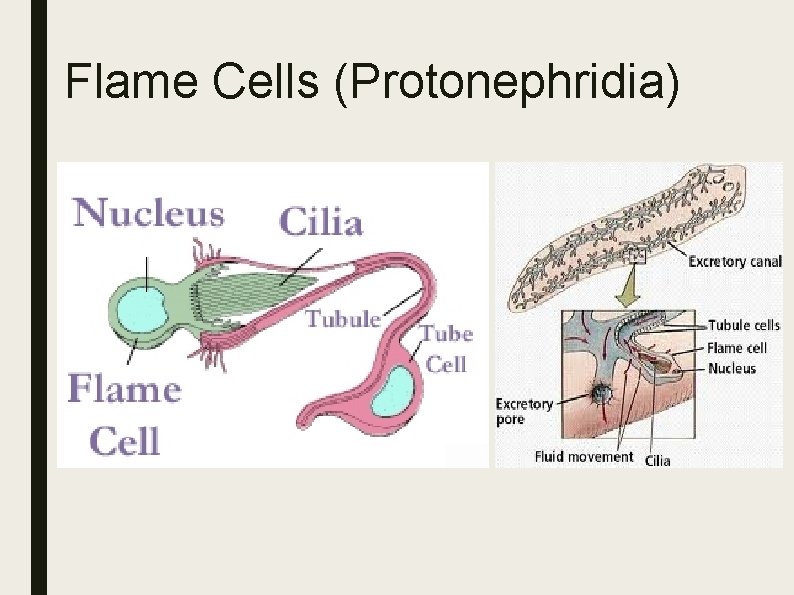 Flame Cells (Protonephridia) Flame Cells (Protonephridia)