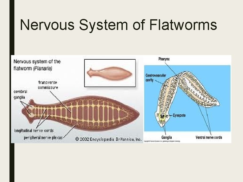 Nervous System of Flatworms Nervous System of Flatworms