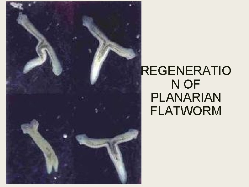 REGENERATIO N OF PLANARIAN FLATWORM REGENERATIO N OF PLANARIAN FLATWORM