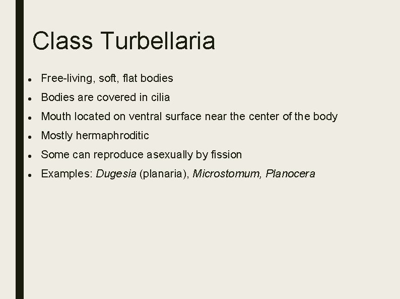 Class Turbellaria Free-living, soft, flat bodies Bodies are covered in cilia Mouth located on Class Turbellaria Free-living, soft, flat bodies Bodies are covered in cilia Mouth located on