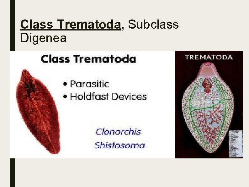 Class Trematoda, Subclass Digenea Class Trematoda, Subclass Digenea