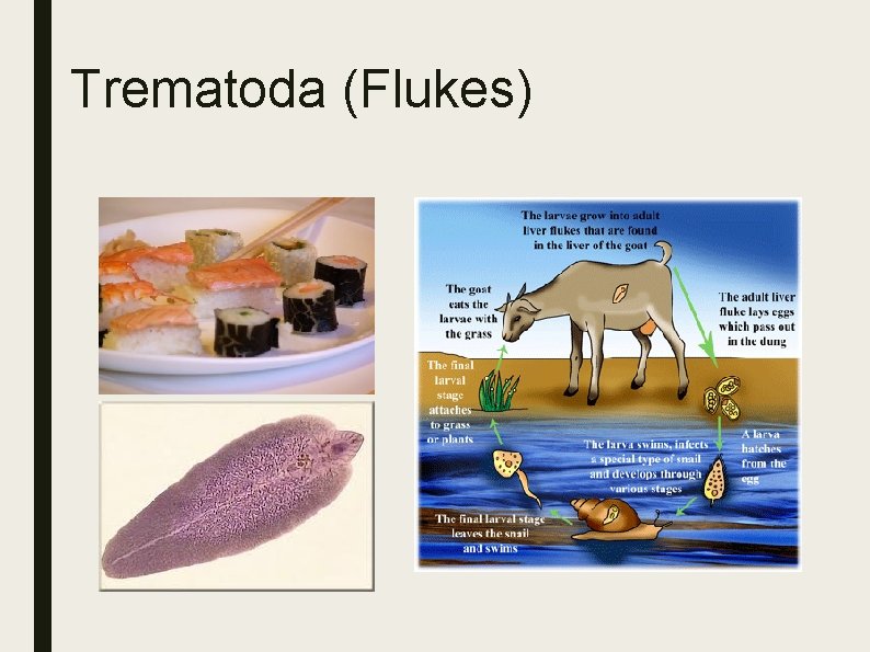 Trematoda (Flukes) Trematoda (Flukes)