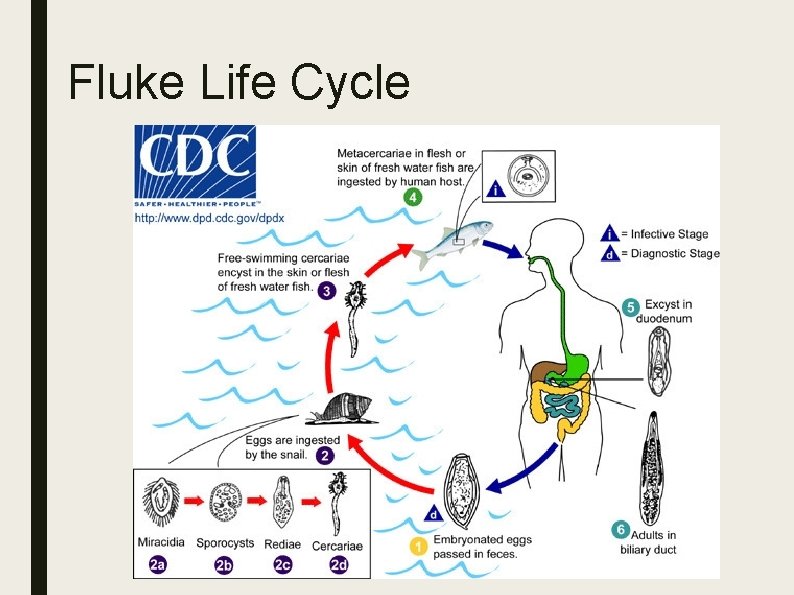 Fluke Life Cycle Fluke Life Cycle