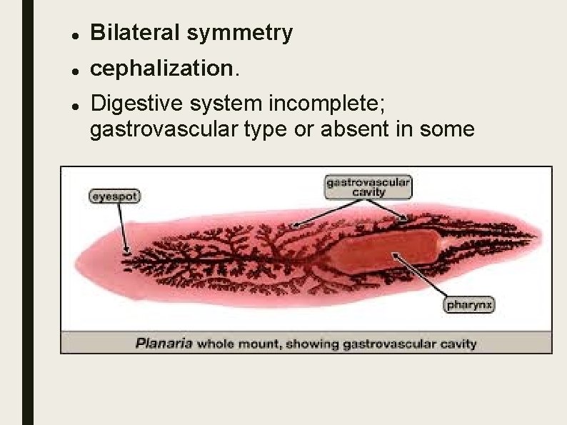 Bilateral symmetry cephalization. Digestive system incomplete; gastrovascular type or absent in some Bilateral symmetry cephalization. Digestive system incomplete; gastrovascular type or absent in some