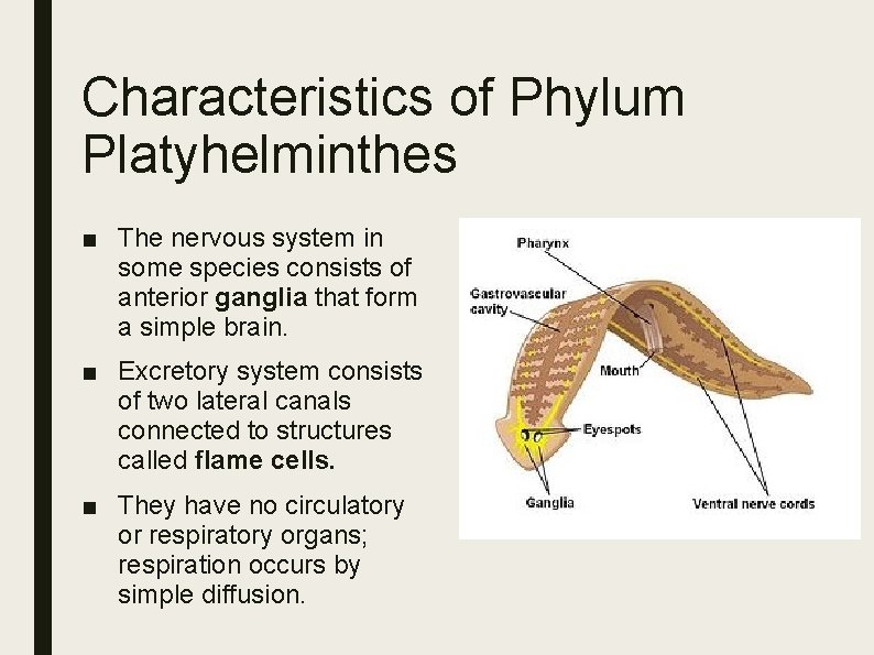 Characteristics of Phylum Platyhelminthes ■ The nervous system in some species consists of anterior Characteristics of Phylum Platyhelminthes ■ The nervous system in some species consists of anterior