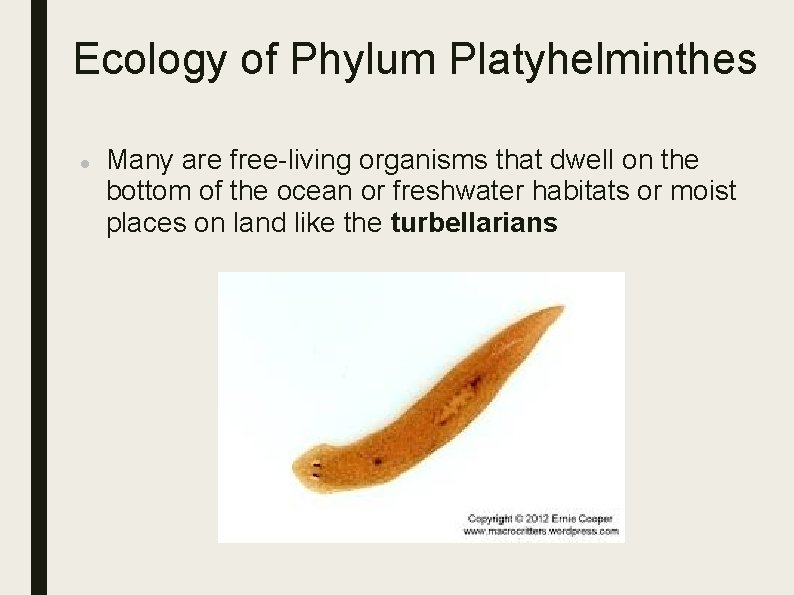 Ecology of Phylum Platyhelminthes Many are free-living organisms that dwell on the bottom of Ecology of Phylum Platyhelminthes Many are free-living organisms that dwell on the bottom of