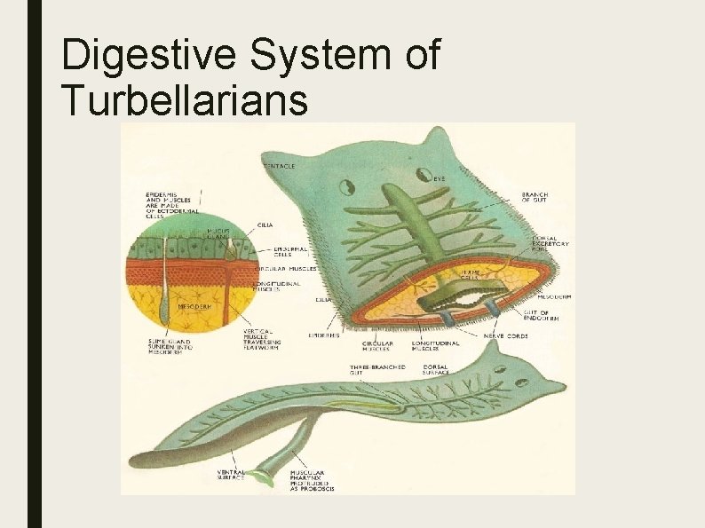 Digestive System of Turbellarians Digestive System of Turbellarians
