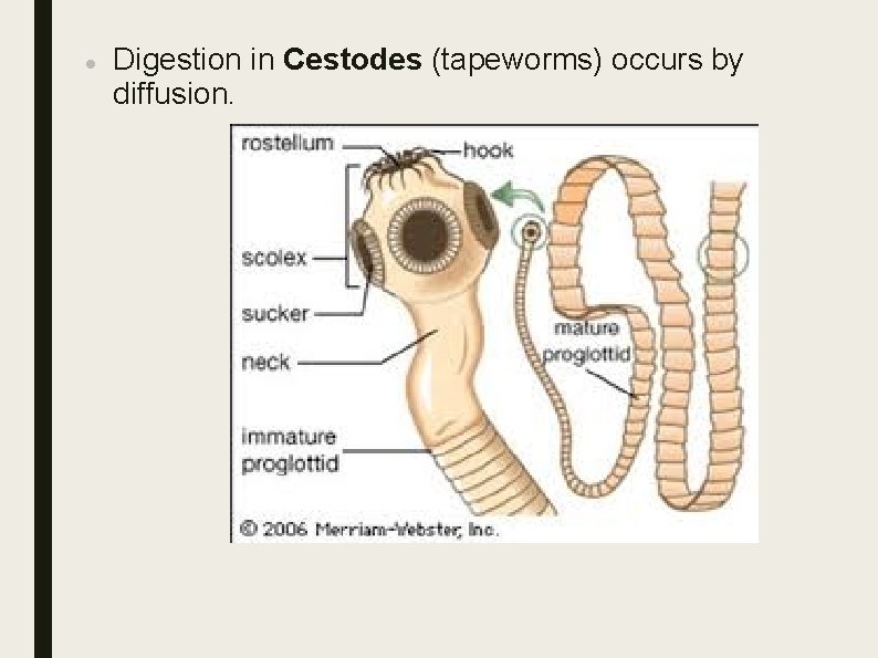 Digestion in Cestodes (tapeworms) occurs by diffusion. Digestion in Cestodes (tapeworms) occurs by diffusion.