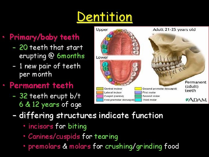 Dentition • Primary/baby teeth – 20 teeth that start erupting @ 6 months –