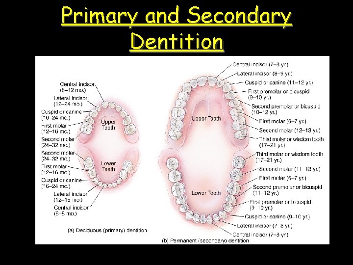 Primary and Secondary Dentition 