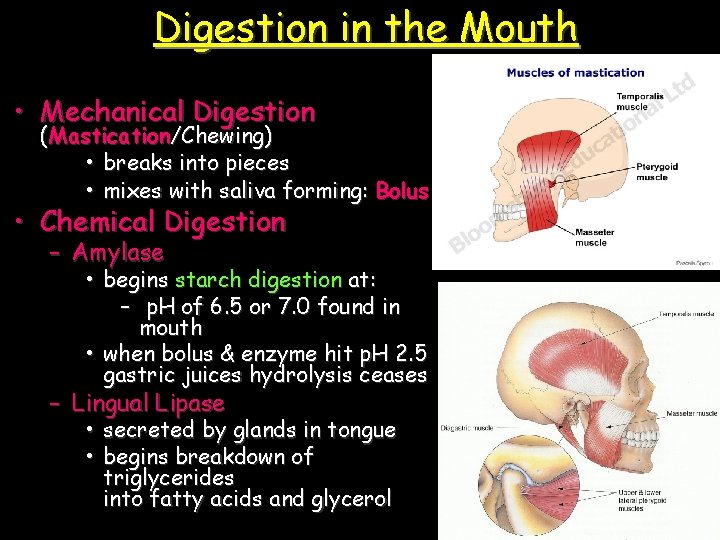 Digestion in the Mouth • Mechanical Digestion (Mastication/Chewing) • breaks into pieces • mixes