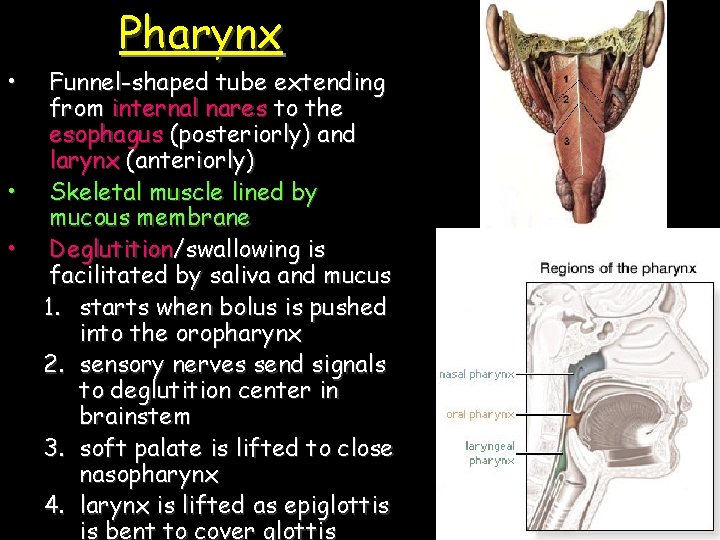  • • • Pharynx Funnel-shaped tube extending from internal nares to the esophagus