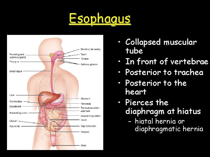 Esophagus • Collapsed muscular tube • In front of vertebrae • Posterior to trachea