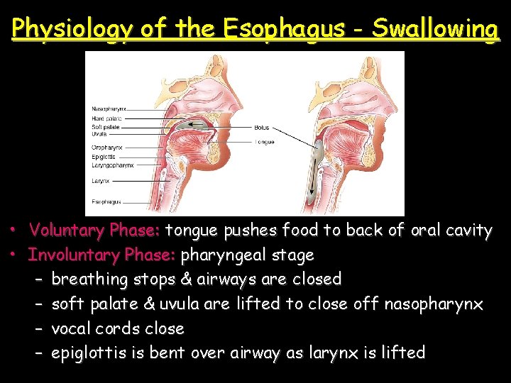 Physiology of the Esophagus - Swallowing • Voluntary Phase: tongue pushes food to back