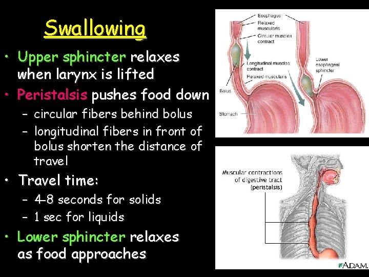 Swallowing • Upper sphincter relaxes when larynx is lifted • Peristalsis pushes food down