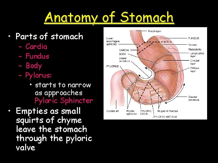 Anatomy of Stomach • Parts of stomach – – Cardia Fundus Body Pylorus: •
