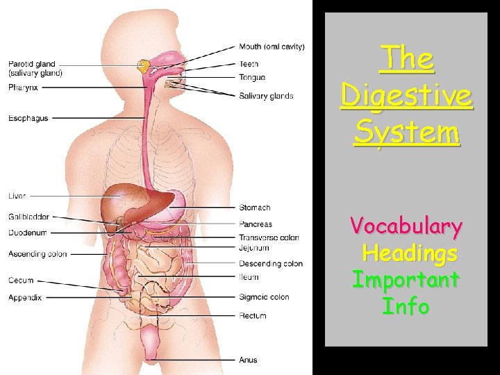 The Digestive System Vocabulary Headings Important Info 