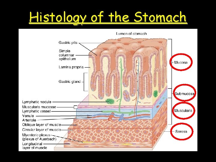 Histology of the Stomach 