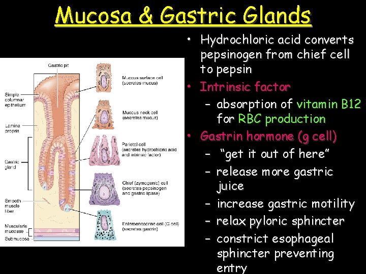 Mucosa & Gastric Glands • Hydrochloric acid converts pepsinogen from chief cell to pepsin