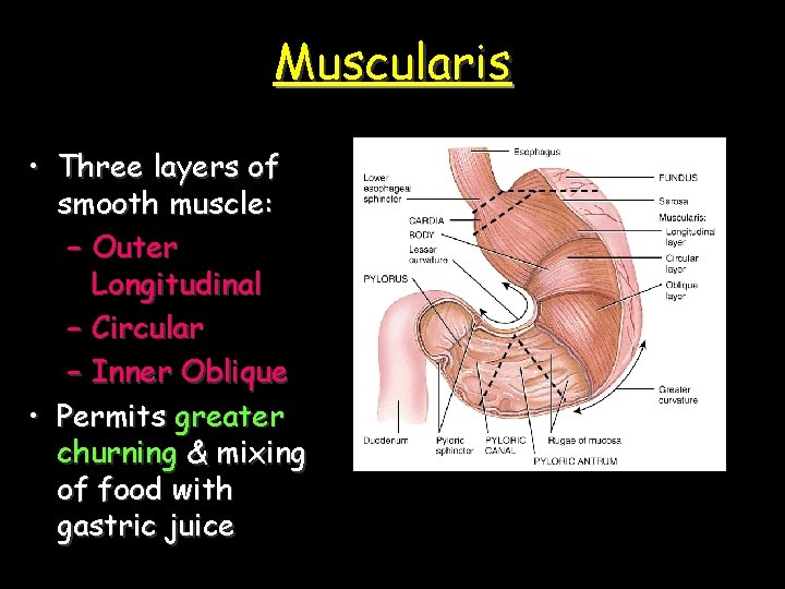 Muscularis • Three layers of smooth muscle: – Outer Longitudinal – Circular – Inner