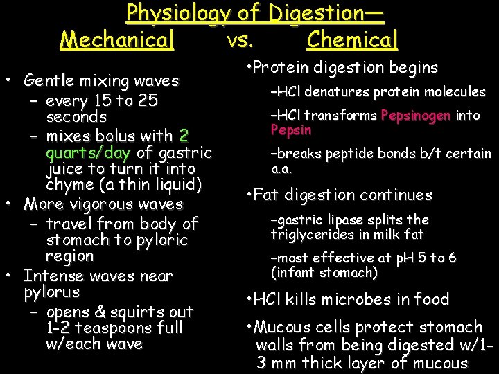 Physiology of Digestion— Mechanical vs. Chemical • Gentle mixing waves – every 15 to